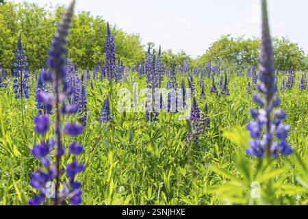 Le lupin à feuilles étroites (Lupinus polyphyllus) fleurit en bleu sur la Halde I sur le Heller, Dresde, Saxe, Allemagne, Europe Banque D'Images