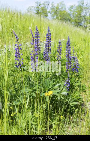 Le lupin à feuilles étroites (Lupinus polyphyllus) fleurit en bleu sur la Halde I sur le Heller, Dresde, Saxe, Allemagne, Europe Banque D'Images