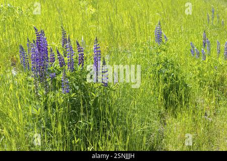 Le lupin à feuilles étroites (Lupinus polyphyllus) fleurit en bleu sur la Halde I sur le Heller, Dresde, Saxe, Allemagne, Europe Banque D'Images