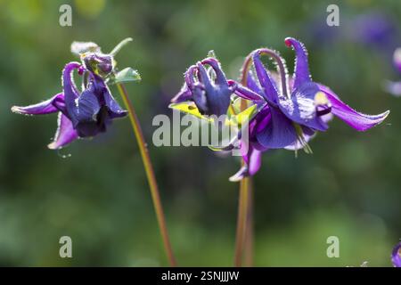 Columbine (Aquilegia) fleurit en bleu et violet Banque D'Images