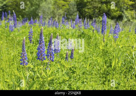 Le lupin à feuilles étroites (Lupinus polyphyllus) fleurit en bleu sur la Halde I sur le Heller, Dresde, Saxe, Allemagne, Europe Banque D'Images