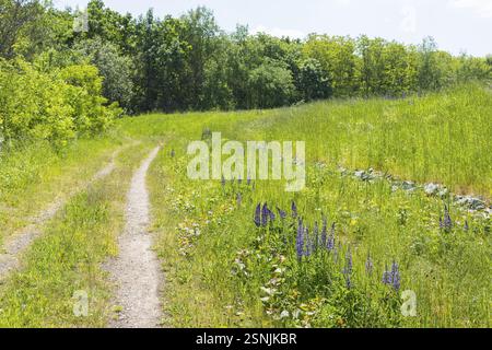 Le lupin à feuilles étroites (Lupinus polyphyllus) fleurit en bleu sur la Halde I sur le Heller, Dresde, Saxe, Allemagne, Europe Banque D'Images