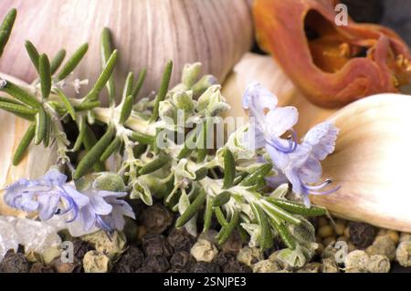 Herbes et épices. ail, rosemat, laurier, poivre, alt, muscade, vanille, cardamone Banque D'Images