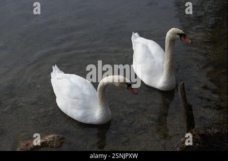 En Allemagne, Munich, deux élégants cygnes blancs glissent gracieusement sur un lac calme, leurs formes reflétant dans l'eau calme. Banque D'Images