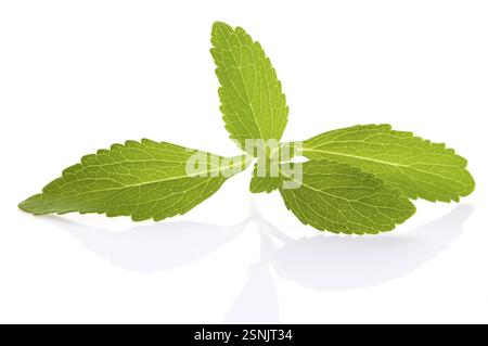 Feuilles de Stevia rebaudiana isolées sur fond blanc, lodz, pologne Banque D'Images