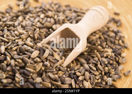 Graines de chardon Marie (Silybum marianum, chardon écossais, chardon marial), lodz, pologne Banque D'Images