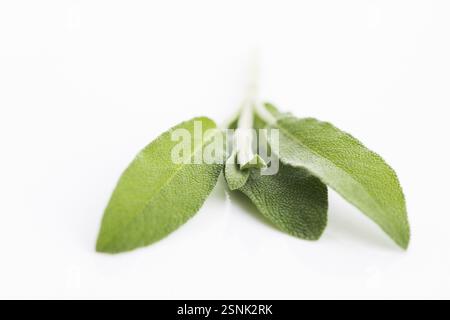 Brin de sauge isolé sur fond blanc Banque D'Images