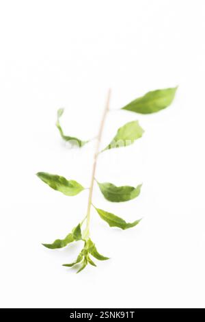 Feuilles de Goji isolé sur fond blanc Banque D'Images