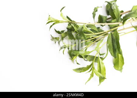 Feuilles de Goji isolé sur fond blanc Banque D'Images