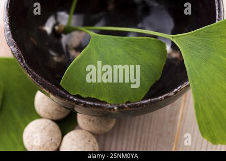 Feuilles de ginkgo biloba dans le mortier et les pilules, lodz, pologne Banque D'Images