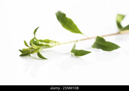 Feuilles de Goji isolé sur fond blanc Banque D'Images
