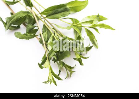 Feuilles de Goji isolé sur fond blanc Banque D'Images