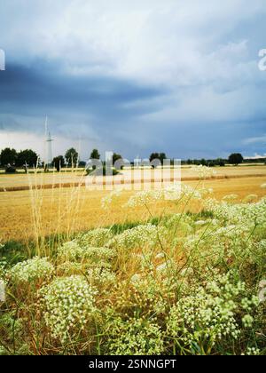 ciel orageux au-dessus du champ de blé doré Banque D'Images