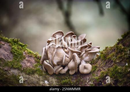 Pleurotus ostreatus, communément connu sous le nom de champignons d'huître, prospèrent sur une branche d'arbre moussue dans un cadre forestier naturel, mettant en valeur leur beauté unique et Banque D'Images
