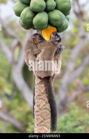 Lémuriens bruns (makis) sur un papaye à Mayotte, mettant en valeur le comportement naturel et la faune vibrante de l'océan Indien. Banque D'Images