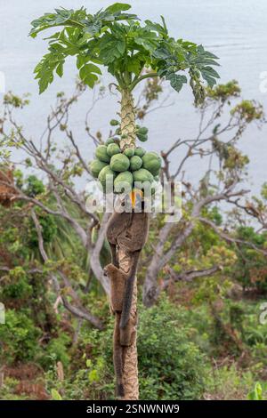 Lémuriens bruns (makis) sur un papaye à Mayotte, mettant en valeur le comportement naturel et la faune vibrante de l'océan Indien. Banque D'Images