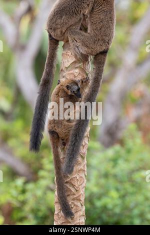 Lémuriens bruns (makis) sur un papaye à Mayotte, mettant en valeur le comportement naturel et la faune vibrante de l'océan Indien. Banque D'Images