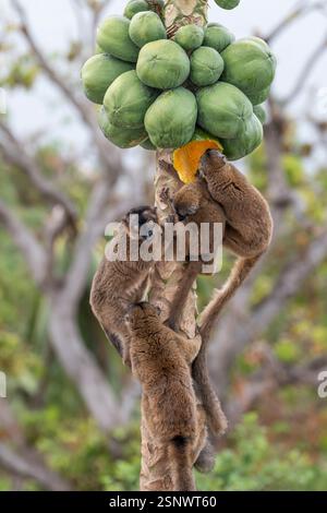 Lémuriens bruns (makis) sur un papaye à Mayotte, mettant en valeur le comportement naturel et la faune vibrante de l'océan Indien. Banque D'Images