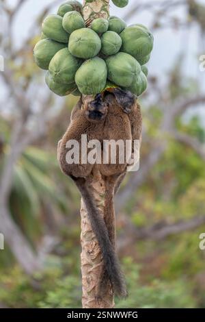 Lémuriens bruns (makis) sur un papaye à Mayotte, mettant en valeur le comportement naturel et la faune vibrante de l'océan Indien. Banque D'Images