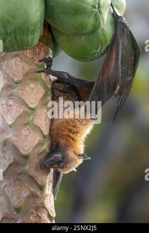 Lémuriens bruns (makis) sur un papaye à Mayotte, mettant en valeur le comportement naturel et la faune vibrante de l'océan Indien. Banque D'Images