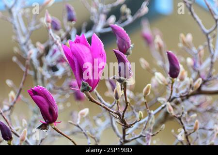 Vue rapprochée de bourgeons et de fleurs de magnolia violets vibrants sur de fines branches, ornés de gouttes de rosée, sur un fond légèrement flou. Banque D'Images