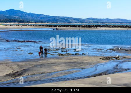 Les excavateurs de palourdes travaillent sur une vase sereine à marée basse, accompagnés d'oiseaux de mer. Banque D'Images