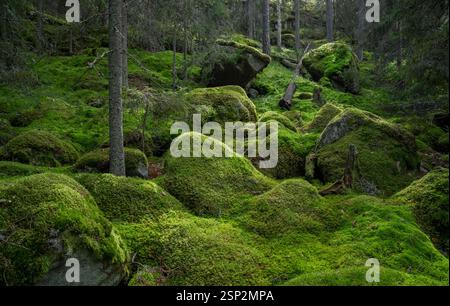 Des rochers magnifiquement couverts de mousse dans la nature sauvage du sud-ouest de la Finlande Banque D'Images