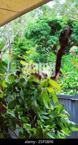 Hamilton Island possède un koala perché avec satisfaction sur une branche d'eucalyptus, dégustant un délicieux festin. Une eau cristalline et des palmiers qui se balancent comp Banque D'Images