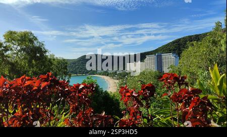 Oasis de Hamilton Island : les fleurs rouges vives ajoutent une touche de couleur à une plage immaculée, les palmiers qui se balancent bordent le rivage, et un hôtel vous invite dans la distance Banque D'Images