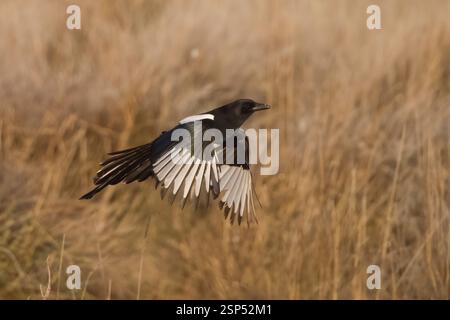 Magpie commune en vol en Espagne Banque D'Images