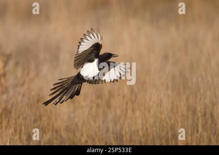 Magpie commune en vol en Espagne Banque D'Images