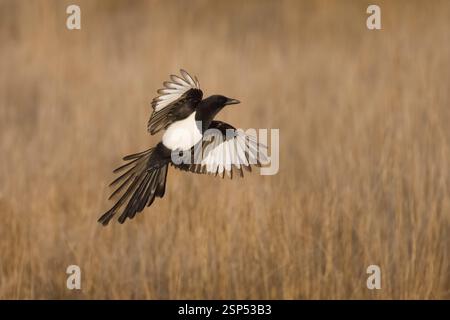 Magpie commune en vol en Espagne Banque D'Images