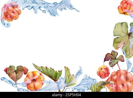 Framboise cloudberry volant dans l'eau des vagues éclaboussures de gouttes, dessiné à la main à l'aquarelle, baie de forêt rouge mûre et feuilles. Illustration du cadre de bordure Banque D'Images