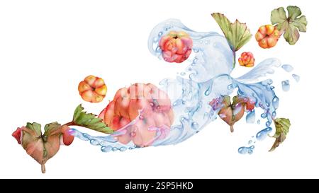 Framboise cloudberry volant dans l'eau éclaboussure avec des feuilles vertes et des gouttes, dessinée à la main à l'aquarelle, baie de forêt d'été mûre. Illustration isolée Banque D'Images