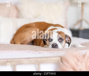 grand chien brun et blanc couché sur un lit regardant vers le haut Banque D'Images