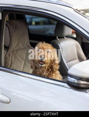 chien labradoodle assis dans une voiture regardant par la fenêtre Banque D'Images