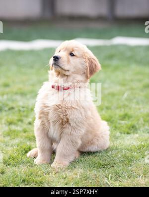 chiot golden retriever assis sur l'herbe regardant sur le côté Banque D'Images