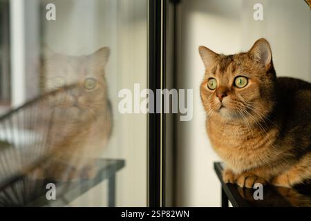 Portrait vue de côté du chat British Shorthair avec reflet flou Banque D'Images