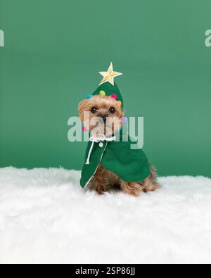 yorkie en studio habillé comme arbre de noël, avec backgroun vert Banque D'Images