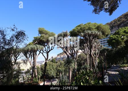 Dans le jardin botanique de Gibraltar, Grande-Bretagne Banque D'Images