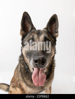 berger allemand malinois en studio, fond blanc, langue dehors Banque D'Images