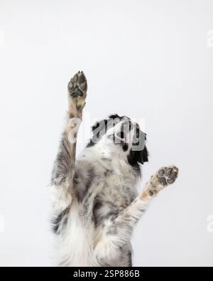 border collie australian shepherd mix en studio avec dos blanc Banque D'Images