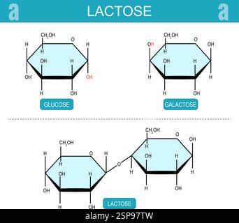 Molécules de galactose, glucose et lactose. Formule structurale chimique moléculaire et modèle du disaccharide. Monosaccharide. Métabolisme des sucres. Énergie s Illustration de Vecteur