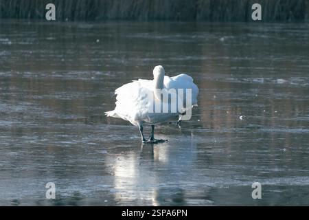 Des cygnes muets se tiennent sur la glace d'un lac gelé. Comportement des oiseaux en hiver. Banque D'Images