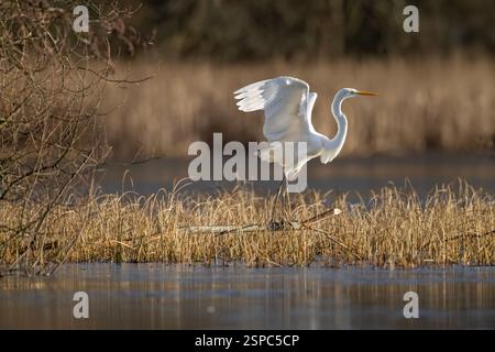Grande aigrette blanche volant au-dessus d'un lac Banque D'Images