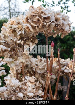 Une plante d'hortensia à la fin de l'hiver montrant à la fois les fleurs séchées de la saison précédente et de nouveaux bourgeons se formant sur des branches non taillées de près Banque D'Images