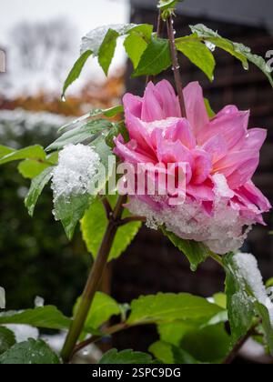 Gros plan d'une fleur de dahlia cassée par la neige et le gel à la fin de la saison - ce qui arrive à une plante tendre à la fin de l'automne lorsque le temps change Banque D'Images