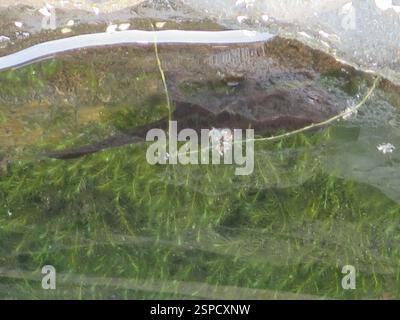 Triturus pygmaeus (Triturus pygmaeus), amphibiens, Setúbal, PT Banque D'Images