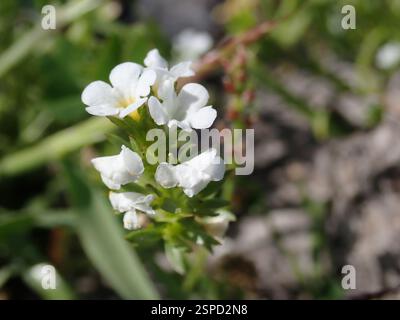 Fleurs de peuplier (Plagiobothrys), Plantae, réserve régionale de Black Diamond Mines, Antioche, CA, US Banque D'Images
