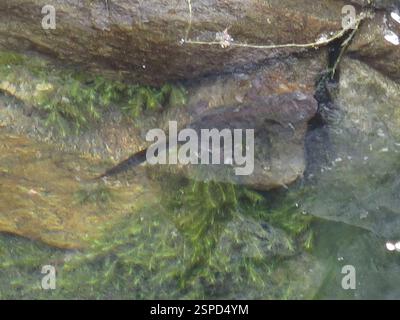 Triturus pygmaeus (Triturus pygmaeus), amphibiens, Setúbal, PT Banque D'Images